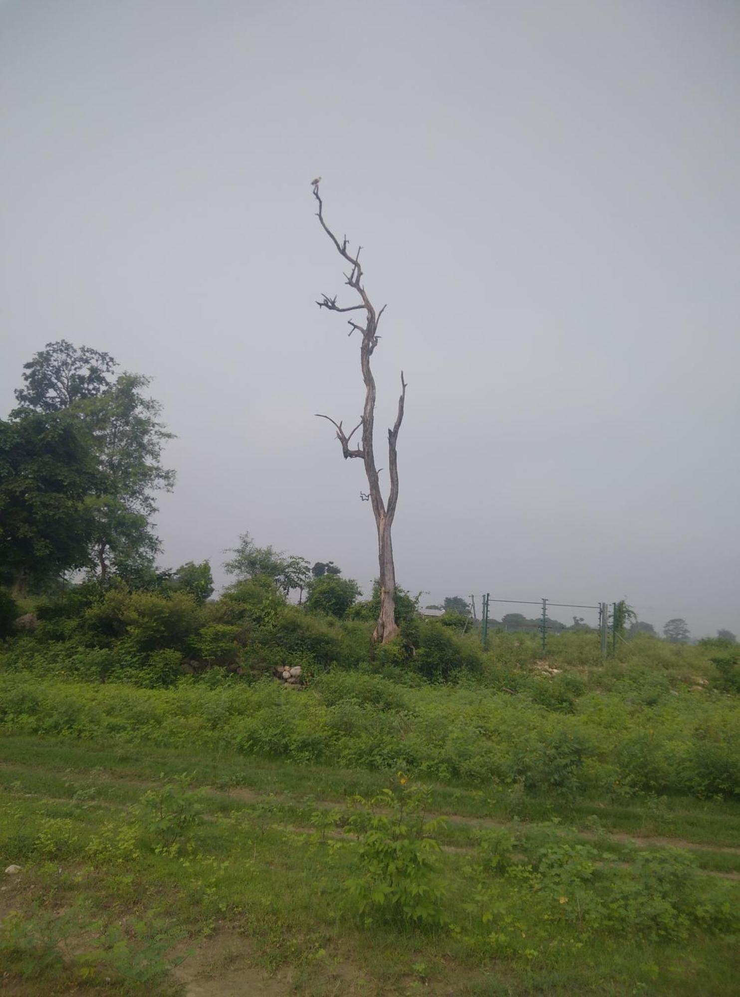 Corbett Bhavesh Home Stay Jhirna Номер фото